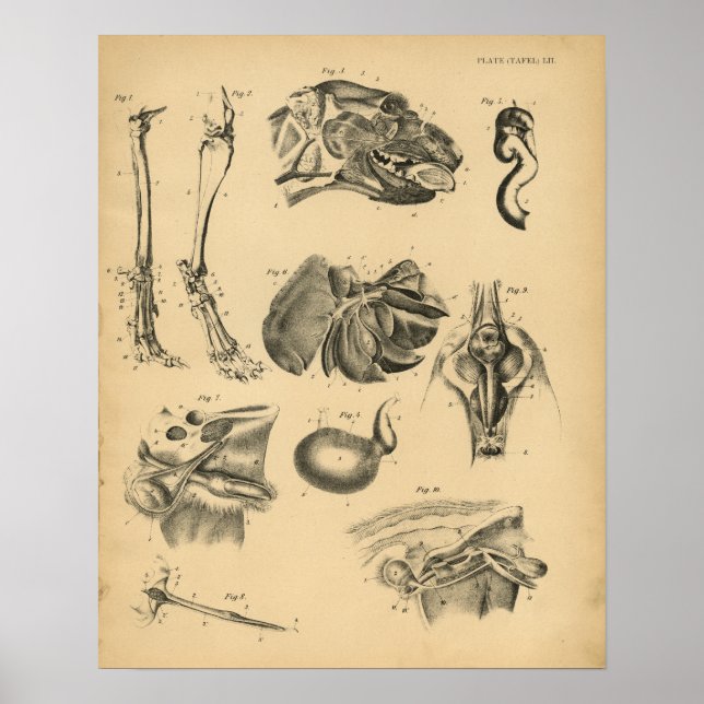 Poster Anatomie de la tête de la jambe de chien 1908 Impr (Devant)
