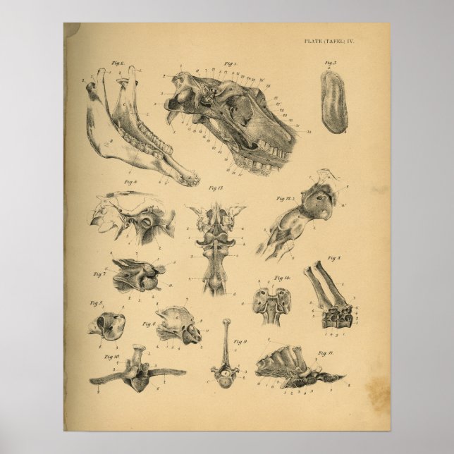 Poster Anatomie de la tête et de la colonne vertébrale 19 (Devant)