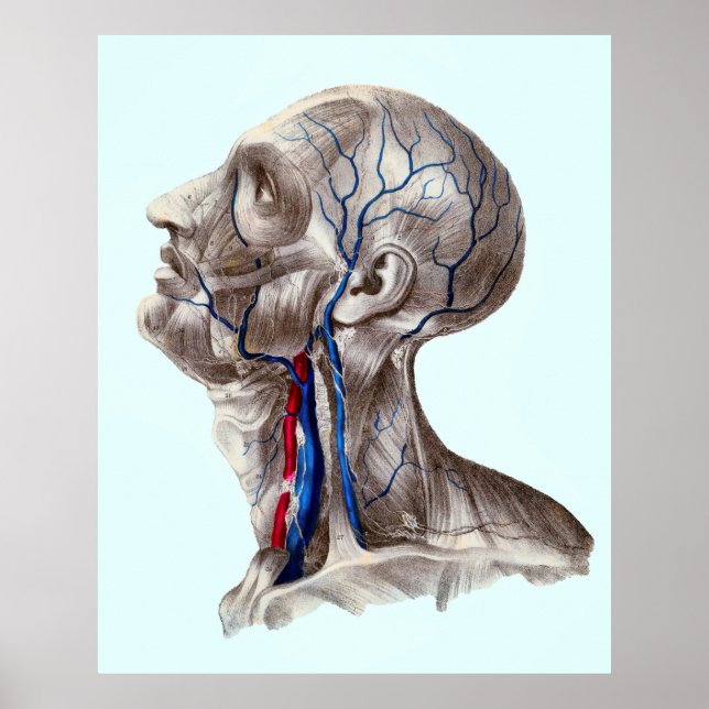 POSTER ANATOMIE DE LA TÊTE HUMAINE (Devant)