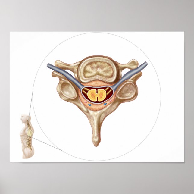 Poster Anatomie De La Vertebra Humaine (Devant)