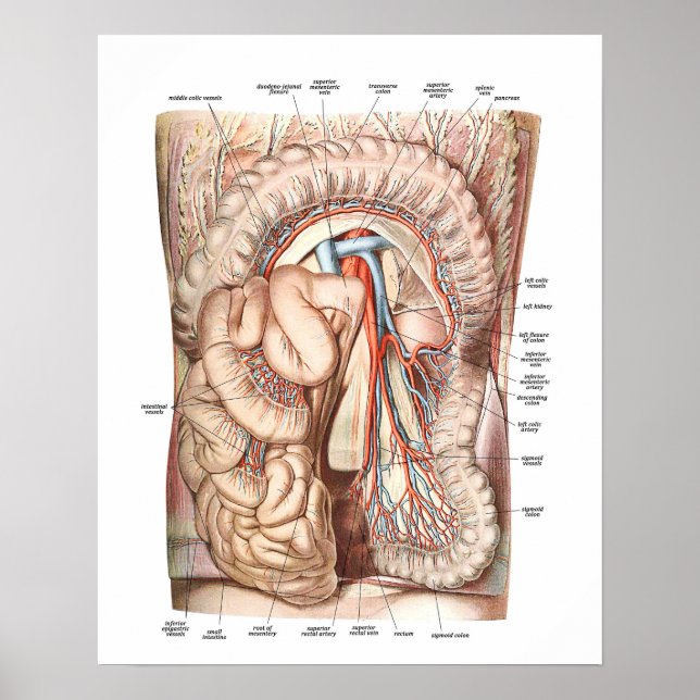 Poster Anatomie de l'abdomen (Devant)