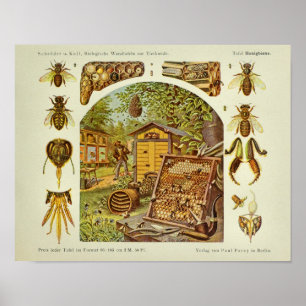 Poster Anatomie de l'abeille vintage Imprimer