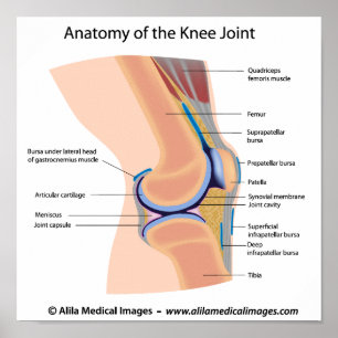 Poster Anatomie de l'affiche d'articulation du genou huma