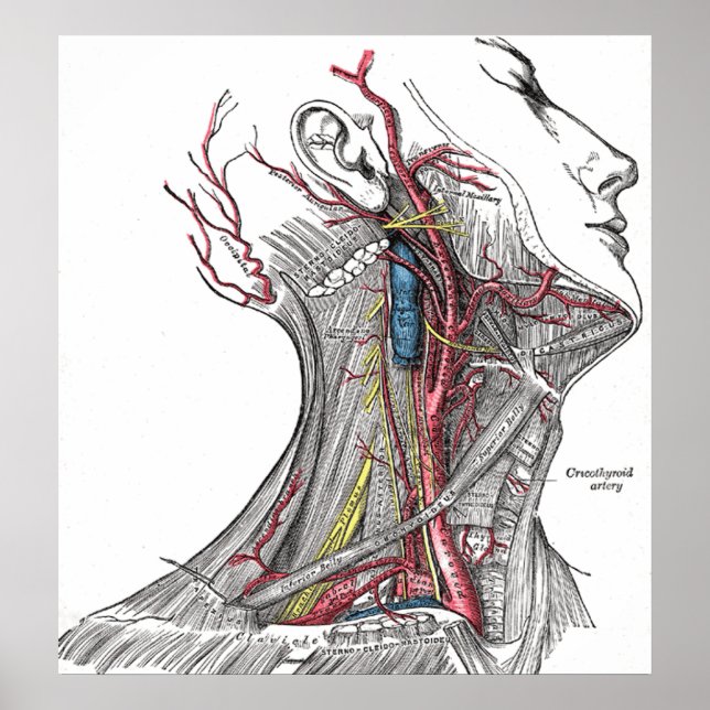 Poster Anatomie de l'affiche du cou Imprimer (Devant)