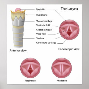 Poster Anatomie de l'affiche larynx