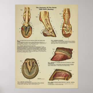 Poster Anatomie de l'arbre à pied du cheval Organigramme 