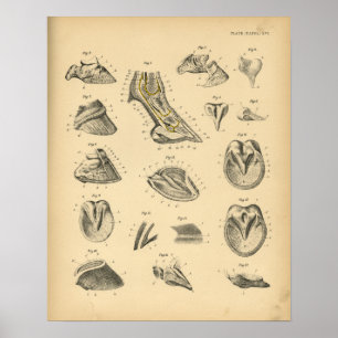Poster Anatomie de l'arbre de pied de cheval 1908 Impress
