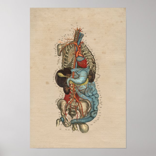 Poster Anatomie de l'artère interne humaine 1841 Imprimer (Devant)