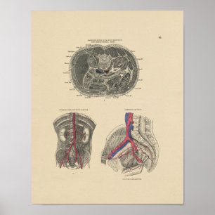 Poster Anatomie de l'artère vintage 1880 Imprimer
