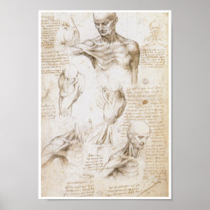 Poster Anatomie de l'épaule, Léonard de Vinci