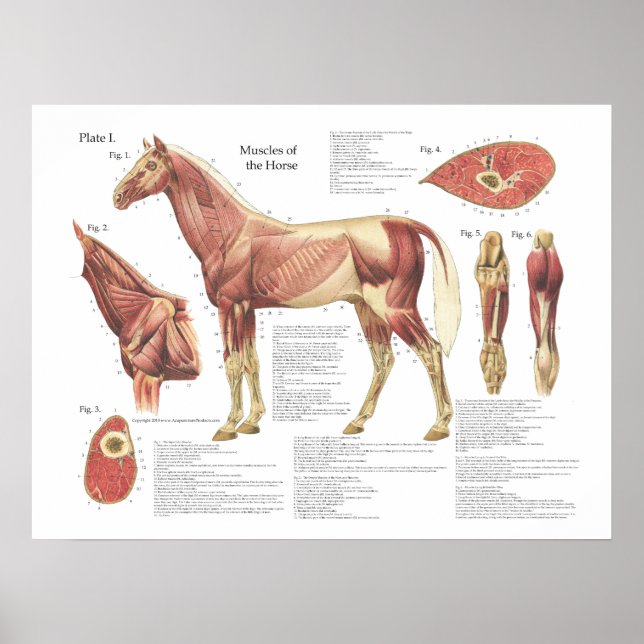 Poster Anatomie de l'épaule musculaire du cheval (Devant)