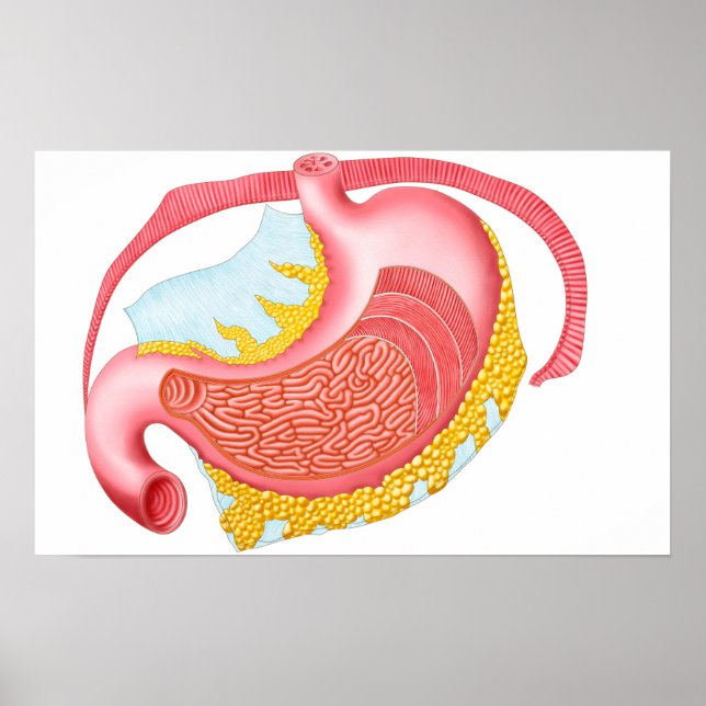 Poster Anatomie De L'Estomac Humain (Devant)