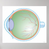 Anatomie de l'oeil humain