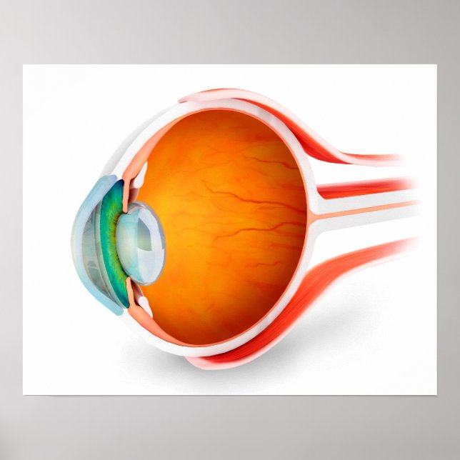 Poster Anatomie De L'Oeil Humain, Perspective (Devant)