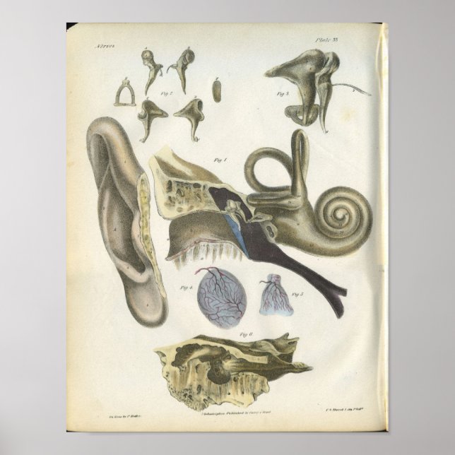 Poster Anatomie de l'oreille humaine (Devant)