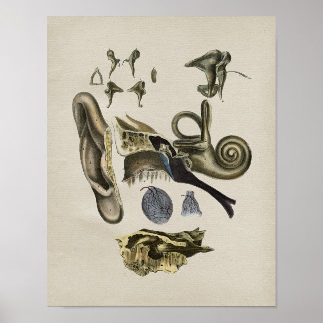 Poster Anatomie de l'oreille humaine Imprimer Vintage (Devant)
