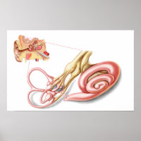 Anatomie De L'Oreille Humaine, Labyrinthe Membrane