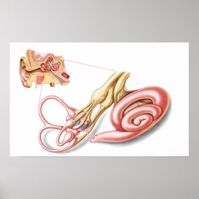 Poster Anatomie De L'Oreille Humaine, Labyrinthe Membrane (Devant)