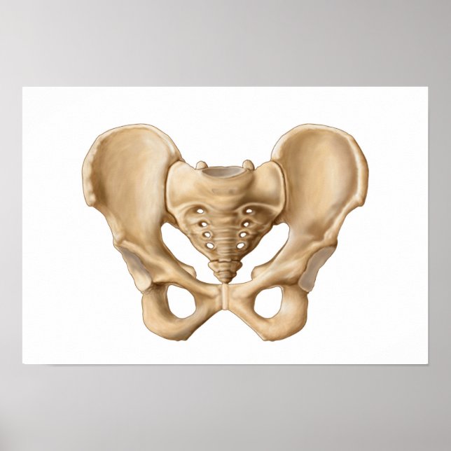 Poster Anatomie De L'Os Pelvique Humain 1 (Devant)