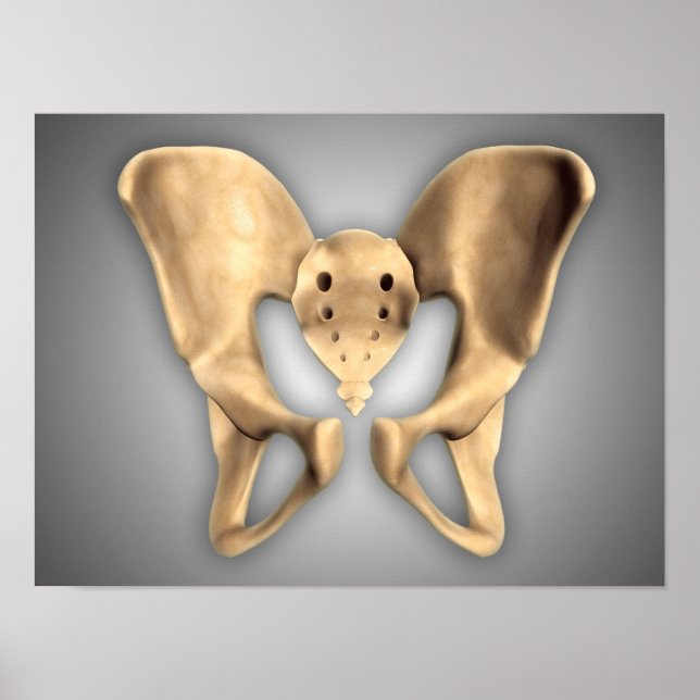 Poster Anatomie De L'Os Pelvique Humain 2 (Devant)