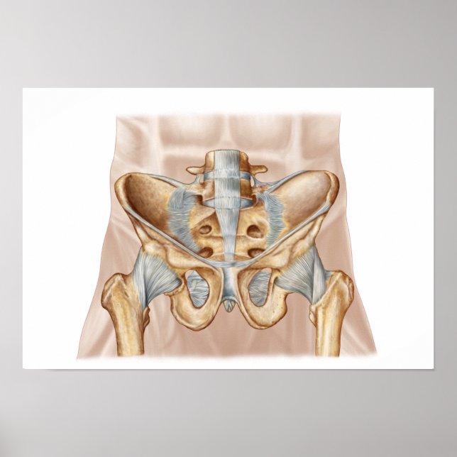 Poster Anatomie De L'Os Pelvique Humain Et Ligaments (Devant)