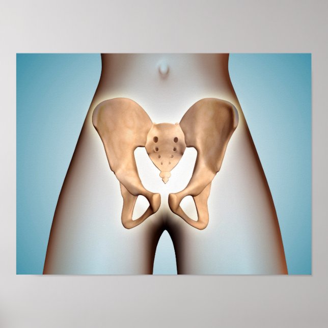 Poster Anatomie De L'Os Pelvique Sur Le Corps Féminin (Devant)