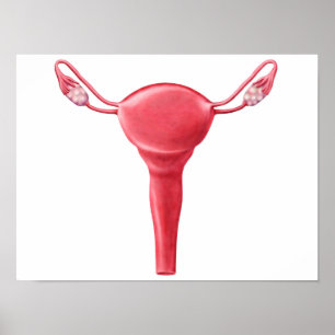 Poster Anatomie De L'Utérus Féminin 2
