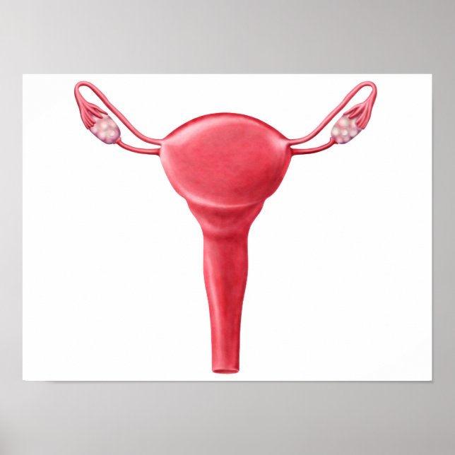 Poster Anatomie De L'Utérus Féminin 2 (Devant)