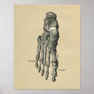 Poster Anatomie de pied humain 1902 copies vintages
