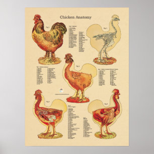 Poster Anatomie de poulets
