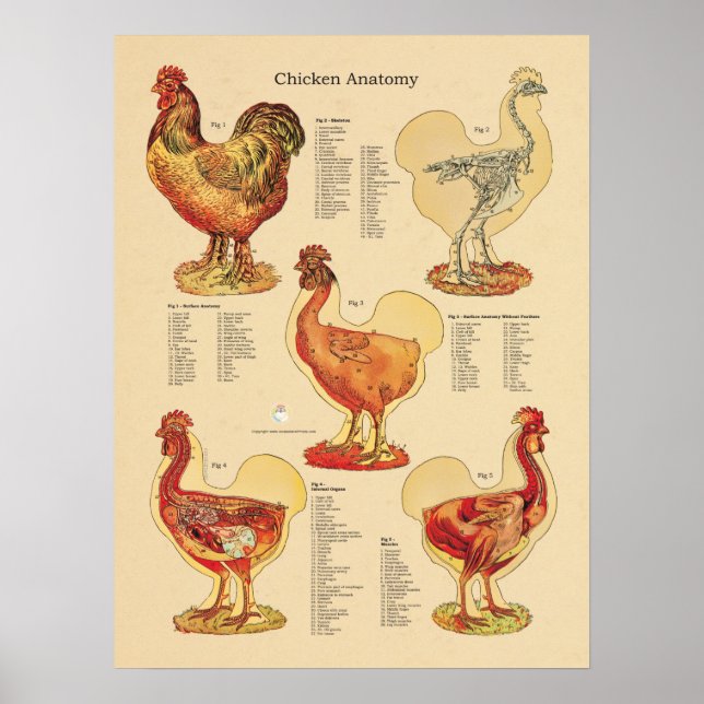 Poster Anatomie de poulets (Devant)