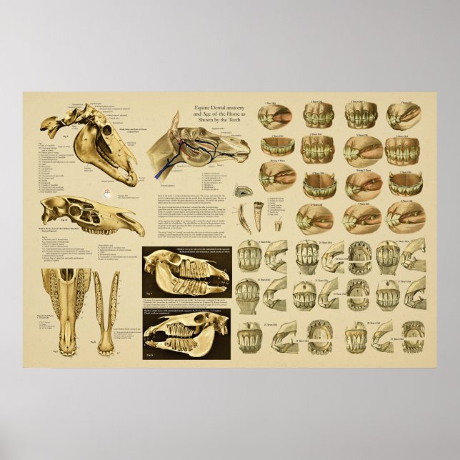 Poster Anatomie dentaire équine Age du cheval par dents (Devant)