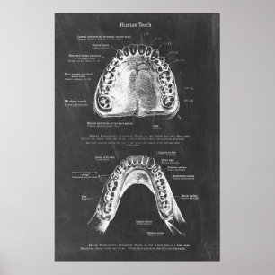Poster Anatomie dentaire supérieure et inférieure de mâch