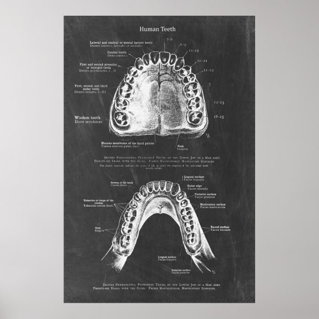 Poster Anatomie dentaire supérieure et inférieure de mâch (Devant)