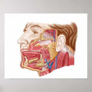 Poster Anatomie Des Armes Salivaires Humaines