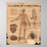 Anatomie des artères cardiaques vintages Graphique