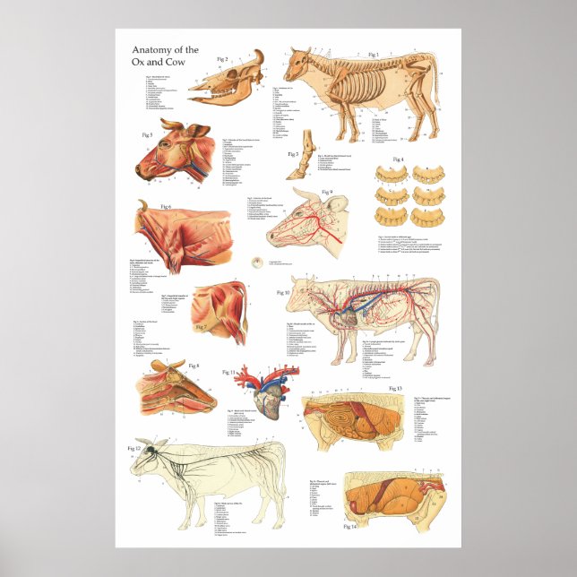 Poster Anatomie des bovins Graphique 24" X 36" (Devant)
