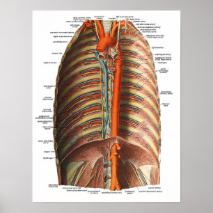 Poster Anatomie des côtes et Thorax