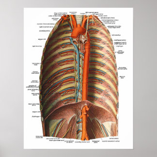 Poster Anatomie des côtes et Thorax
