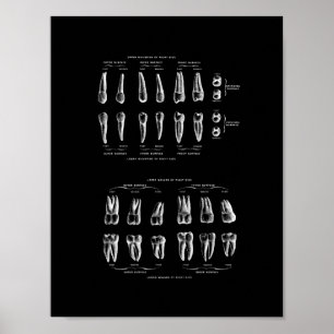 Poster Anatomie des dents en noir et blanc.