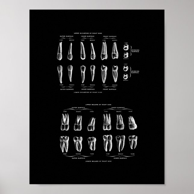 Poster Anatomie des dents en noir et blanc. (Devant)