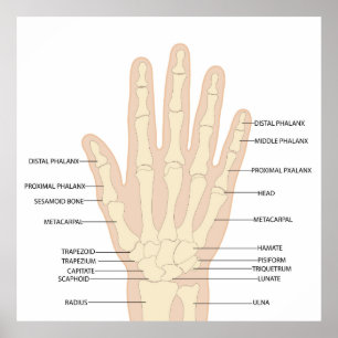 Poster Anatomie des mains humaines