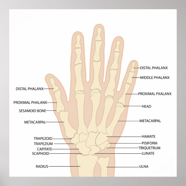 Poster Anatomie des mains humaines (Devant)