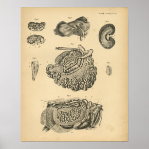 Poster Anatomie des moutons de chèvre de vache 1908 Impri
