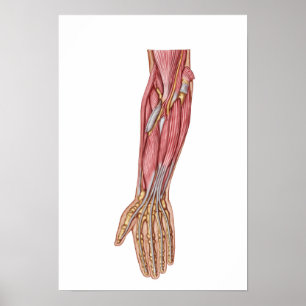 Poster Anatomie Des Muscles D'Avant-Arme Humains 1
