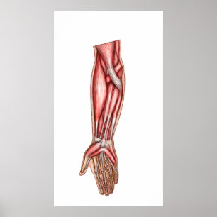 Poster Anatomie Des Muscles D'Avant-Arme Humains 2