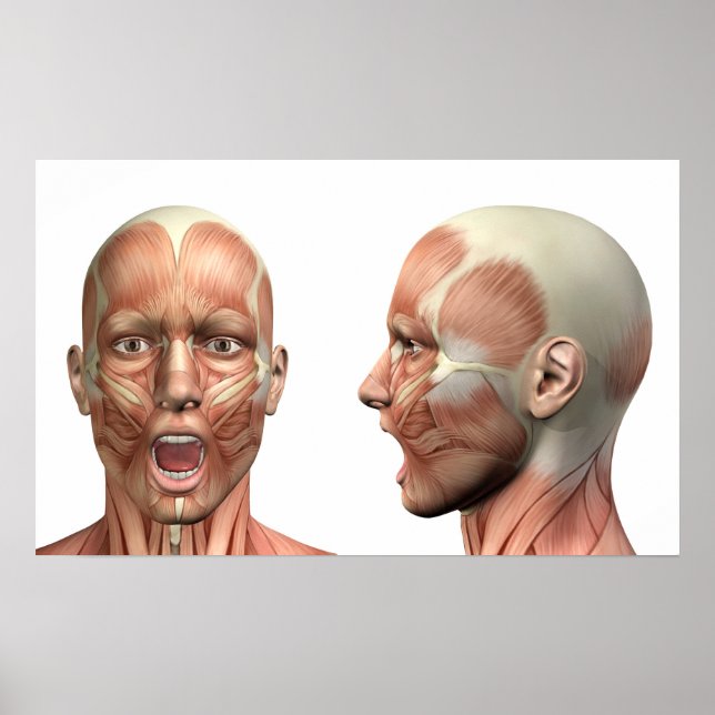Poster Anatomie des muscles de la tête masculine dans div (Devant)