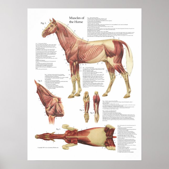 Poster Anatomie des muscles du cheval Organigramme vétéri (Devant)
