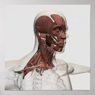 Poster Anatomie Des Muscles Du Visage Et Du Cou, Avant