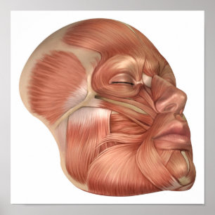 Poster Anatomie Des Muscles Du Visage Humain